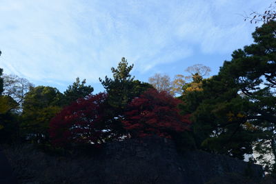 Low angle view of trees against sky during autumn