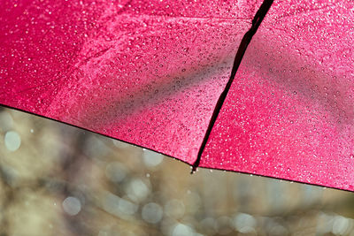 Close-up of wet pink umbrella during rainy season