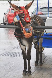 Horse cart on street in city