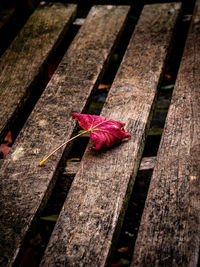 High angle view of red flowering plant on wooden plank