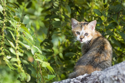 Portrait of a cat