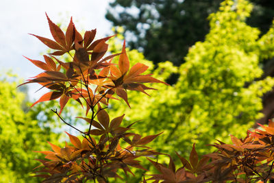 Close-up of maple leaves growing on tree