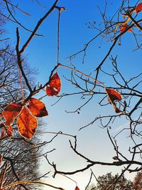 Low angle view of bare tree against sky