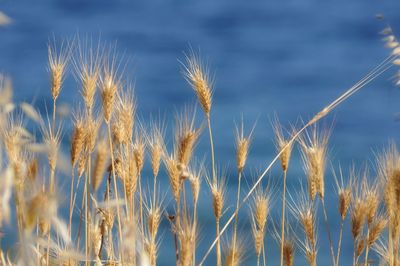 Close-up of wheat growing on field against sky