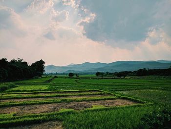 Scenic view of agricultural field against sky