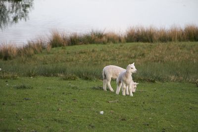 View of a dog on field