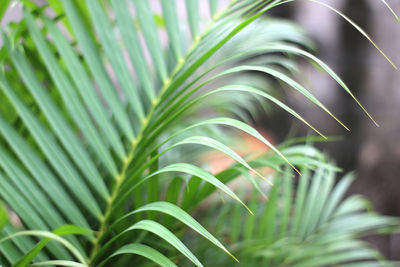 Green tropical palm leaf with shadow on white wall