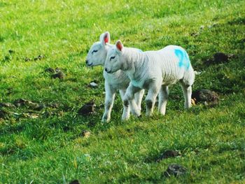 Sheep grazing on grassy field