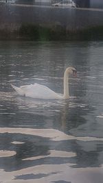 View of swan swimming in lake