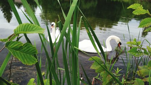 Swan swimming in lake