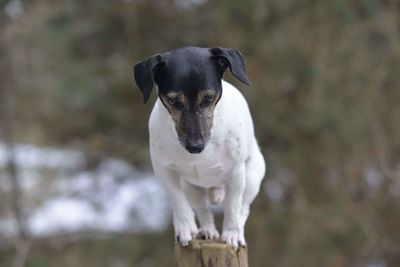 Close-up portrait of dog