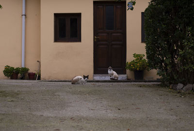 Dog relaxing in a building