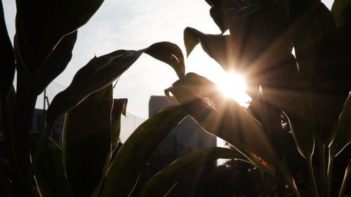 Low angle view of plants against sky during sunset