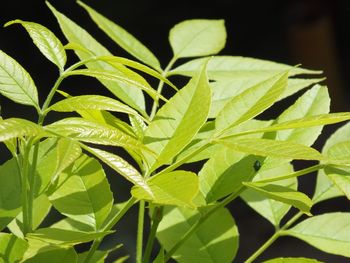 Close-up of fresh green plant