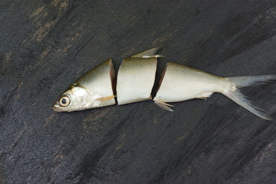 High angle view of fish