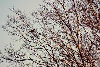 Low angle view of birds perching on tree