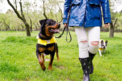 Rear view of dogs standing on grassy field