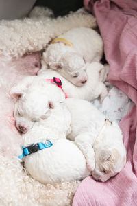 domestic animals