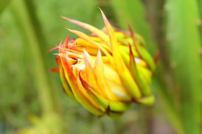 Close-up of yellow flowering plant