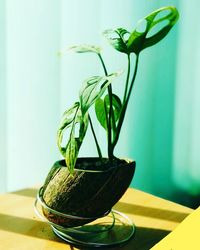 Close-up of potted plant on table