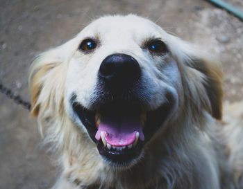 Close-up portrait of a dog