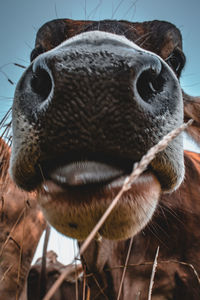 Close-up portrait of cow