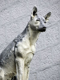 Close-up portrait of dog