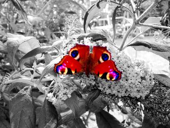 Close-up of butterfly on flower