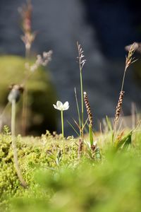 Close-up of flowering plants on field