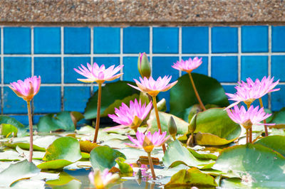 Water lilies blooming in pond