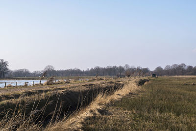 Scenic view of agricultural field against clear sky