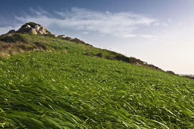 Scenic view of field against sky