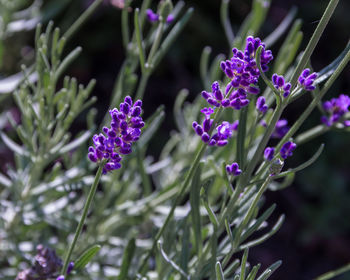 Close-up of purple flowering plants