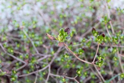 Close-up of flowering plant