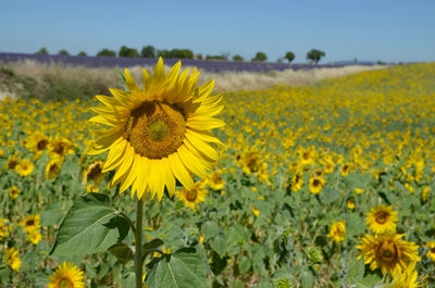 Close-up of fresh yellow flowers blooming in field