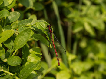 Close-up of grasshopper