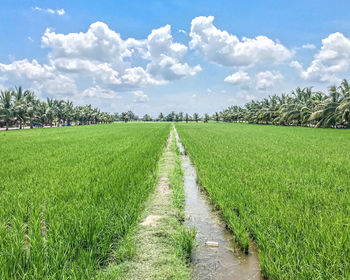 Scenic view of agricultural field against sky