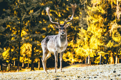 Portrait of deer standing on field