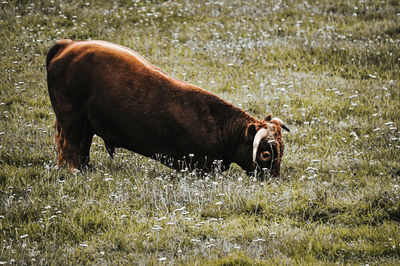 Cattle in a field