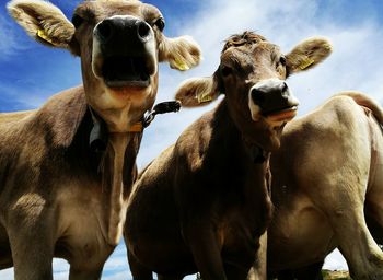 Low angle view of cows against sky