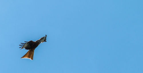 Low angle view of eagle flying in sky