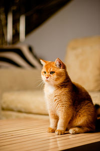 The orange cat sitting on the table at home looks cute and calm.