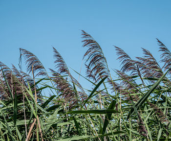 Low angle view of corn field against clear blue sky