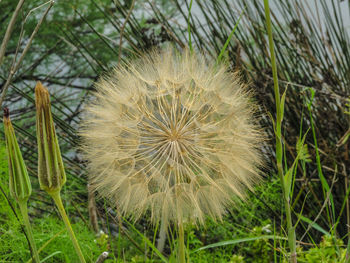 Close-up of dandelion