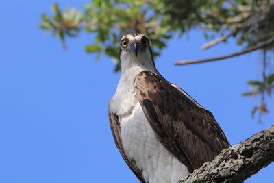 Low angle view of eagle perching on tree against sky