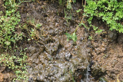 High angle view of a reptile on field