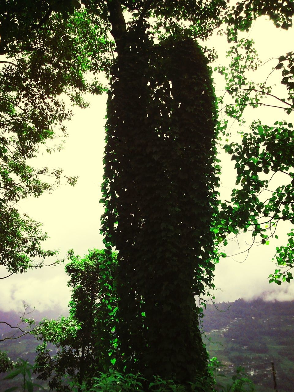 tree, growth, branch, window, nature, glass - material, tree trunk, green color, day, transparent, low angle view, indoors, close-up, sky, focus on foreground, built structure, leaf, no people, drop