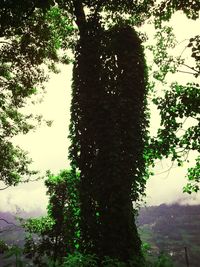 tree