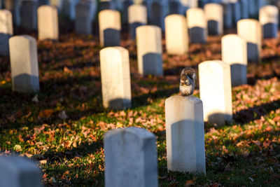 Squirrel sitting on tombstone in cemetery