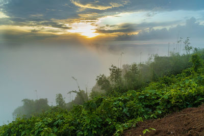 nature
